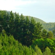 Uploaded image