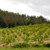 Uploaded image